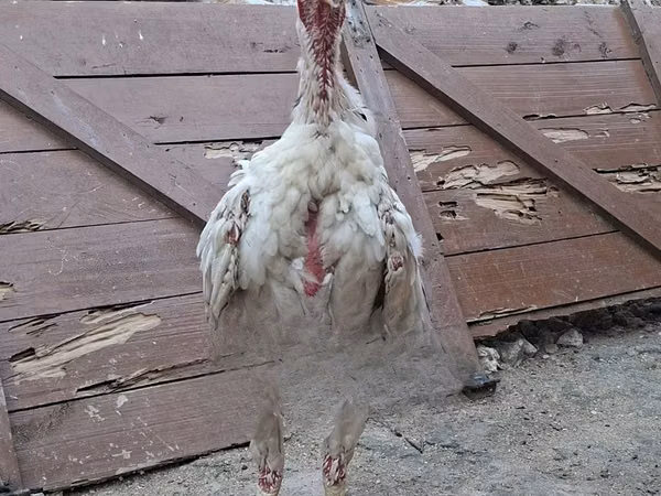 Chickens
