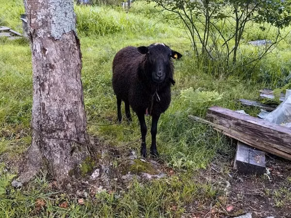मेढ़ा, Romanov sheep