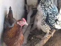 सेब्राइट — फ़ोटो 2