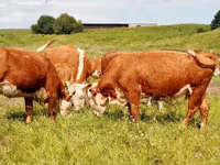 Bull, Danish Red Cow — photo 8