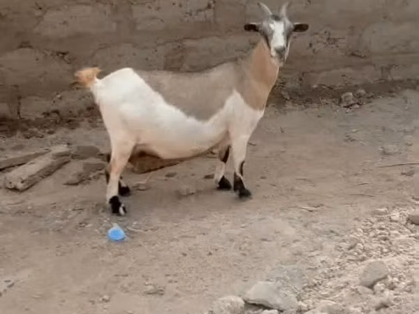 Cabras (lote, sexo no especificado), Cabras