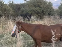 Horse (M), Tiger horse — photo 8