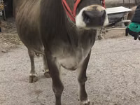 Cow, Swiss cattle — photo 1