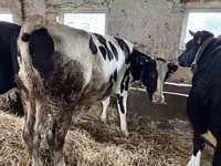Vaca, Russian Black pied cattle — foto 2