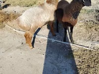 Ovejas (lote, sexo no especificado), Ovejas — foto 1