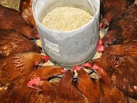 Chickens — photo 6