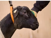 Ram, Dorper sheep — photo 2