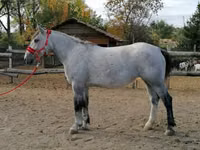 Mare, Horses — photo 8