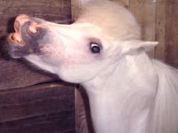 घोड़ी, Miniature horse — फ़ोटो 7