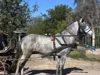 Caballo, Caballos — foto 1