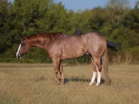 Caballo, Quarter Horse — foto 1