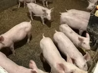 Schweine (Partie, Geschlecht nicht angegeben) — Foto 1