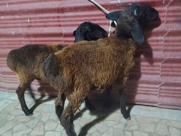 Sheep (batch, sex not specified), Sheep