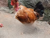 Gallinas Shamo — foto 8
