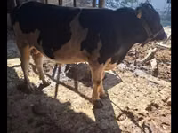 Bull, Red Estonian cattle — photo 3
