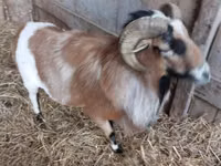 Cabro, Cabras — foto 4