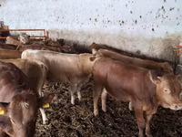 Bull, Simmental cattle — photo 3