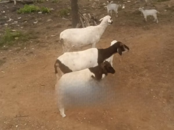 Cabras (lote, sexo no especificado), Cabras