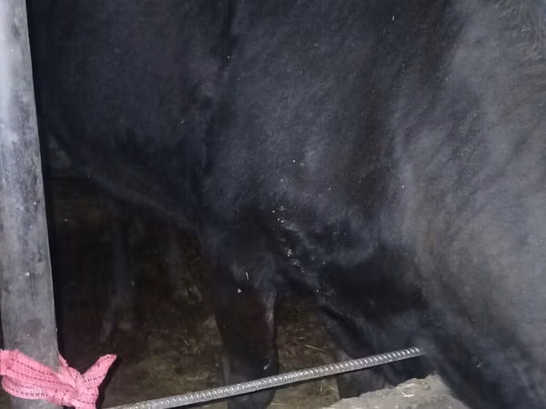 Cow, Alatau breed
