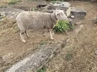 母羊, Australian merinos sheep — 照片 1