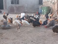Chickens — फ़ोटो 7