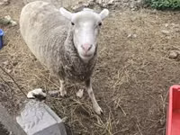 母羊, Australian merinos sheep — 照片 2