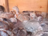 Chickens — फ़ोटो 3