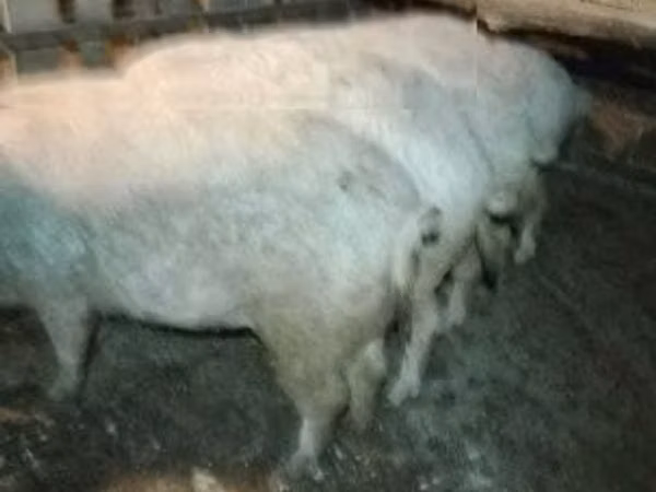 Boar, 