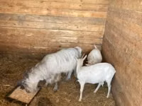 Goat, Goats — photo 1
