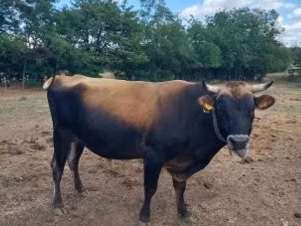 Toro, Raza Jersey
