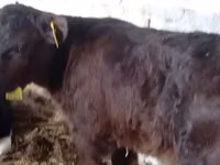 Rinder (Partie, Geschlecht nicht angegeben), Russian Black pied cattle — Foto 3