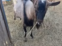 बकरी, Italian Alpine goat — फ़ोटो 2