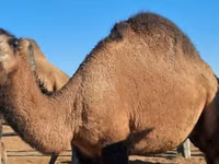 Camels (batch, sex not specified), Kazakh Bactrian camel — photo 1