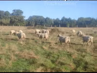 Sheep, Vendee sheep — photo 3
