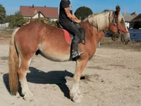 Hengst, Pferde — Foto 6