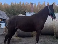 घोड़ी, Welsh Cob — फ़ोटो 4