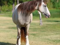 母马, Skyros Pony — 照片 4