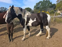 Mare, Pinto horses — photo 1