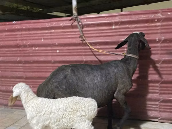 Sheep, Sheep