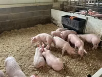 Pigs (batch, sex not specified), Pigs — photo 7