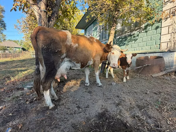 गाय, Simmental cattle