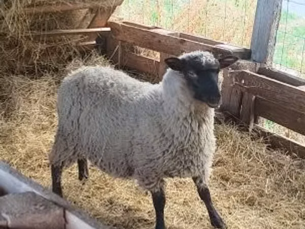 Ram, Sheep