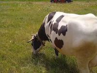 गाय, Russian Black pied cattle — फ़ोटो 4