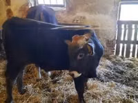 Bull, Brown Carpathian breed — photo 5