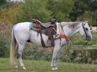 Horse (M), Quarter Horse — photo 1
