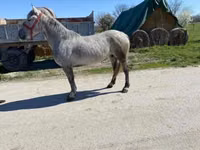 Mare, Horses — photo 2