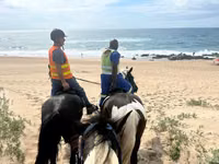 Mare, Pinto horses — photo 3