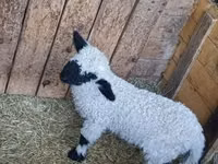 Widder, Wallis Country sheep — Foto 2