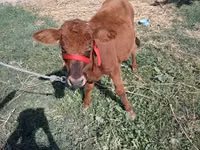 Bull, Cattle — photo 2
