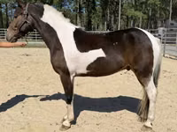 Horse (M), American paint horse — photo 2
